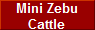 Mini Zebu 
 Cattle